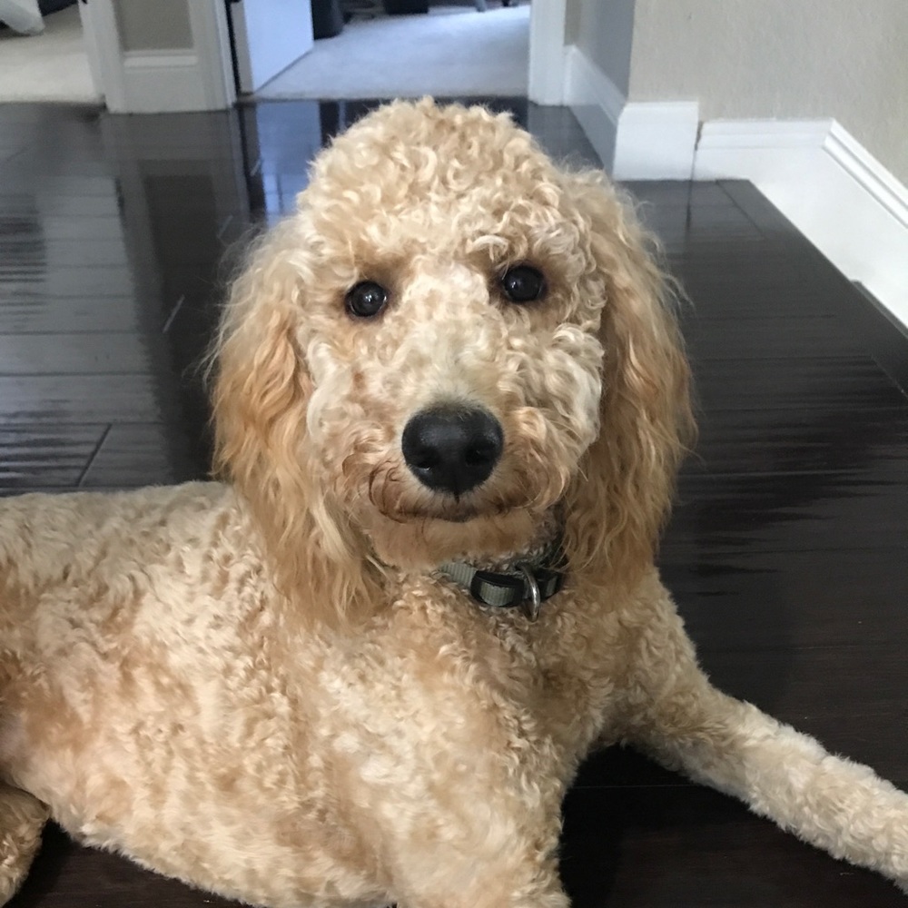 Meet your Posher, Callie